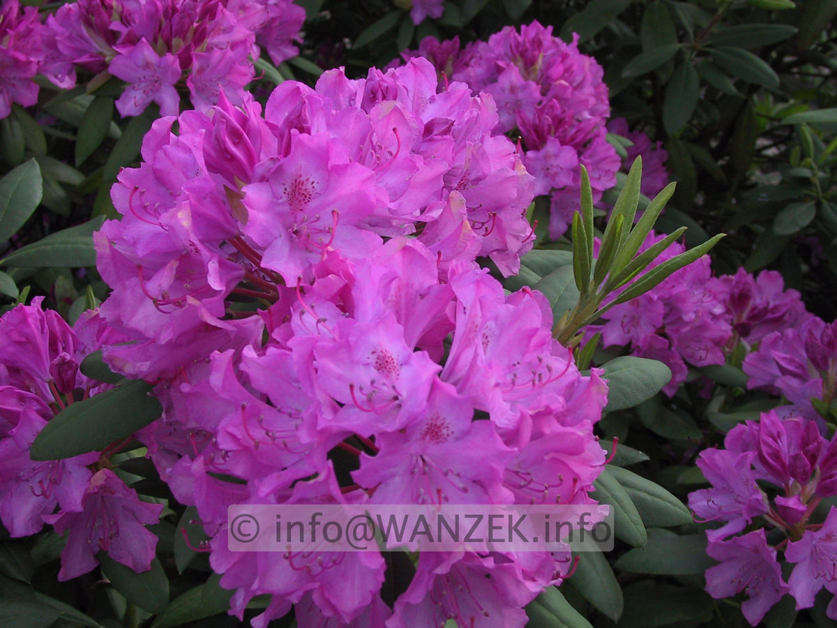 Rhododendron Roseum Elegans 03.JPG